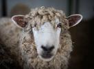 A closeup of a white sheep's face shows it staring into the camera. 